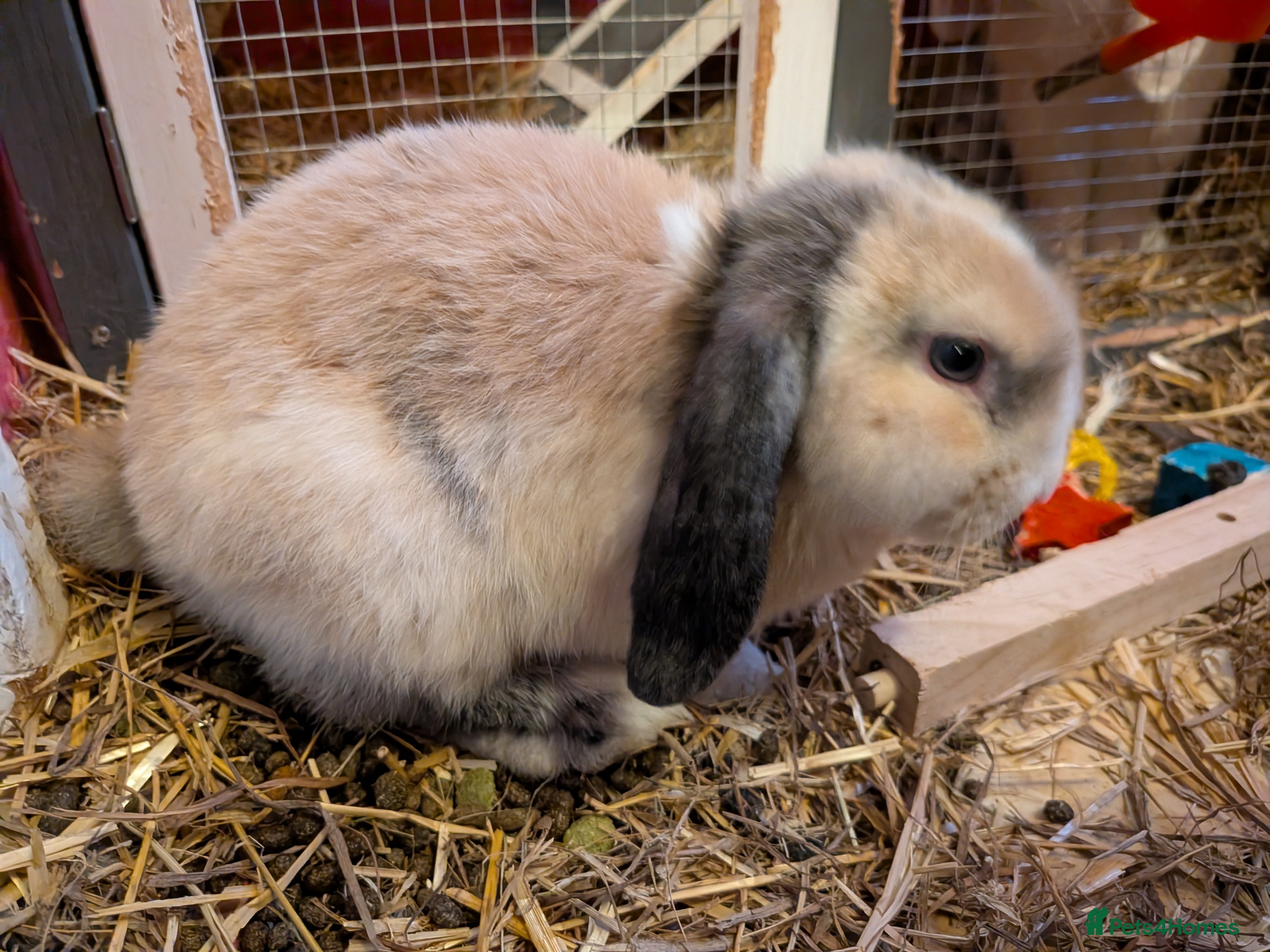 English Lop rabbits 2 English lops price drop due to more been born  - Advert 1