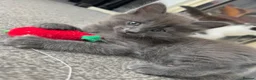 Mixed Breed cats for sale: Russian blue mixed breed kittens  - Advert 3