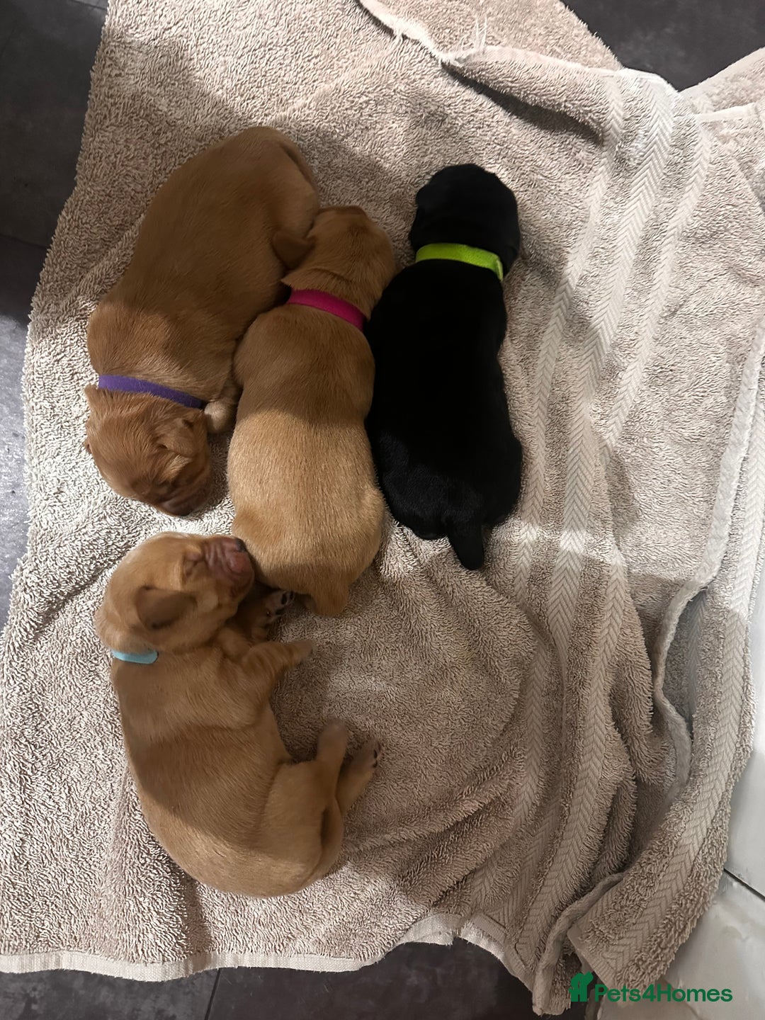 Cockerdor dogs for sale: YorkieCockerDor pups looking for forever homes  - Image 10