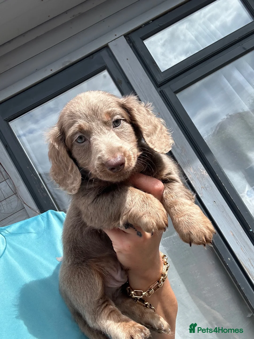 Miniature Dachshund dogs for stud: Long haired miniature dachshund for Stud  - Advert 12