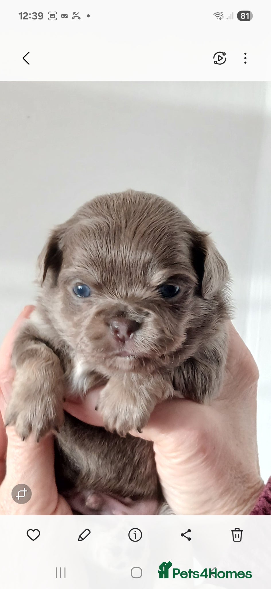 Chihuahua dogs  ❤️KC REG LONG COAT STUNNING PUPPIES❤️ - Advert 1