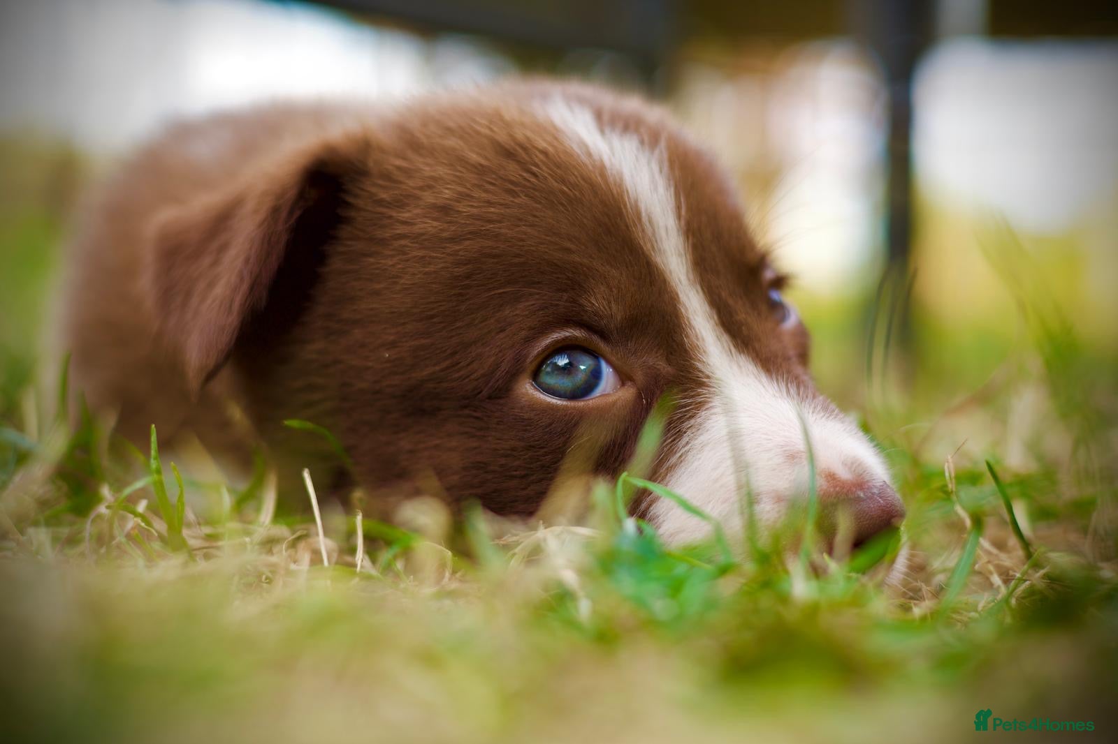 Border Collie dogs Beautiful Border Collie Puppies  - Advert 2