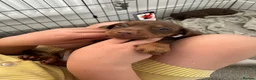 Dachshund dogs for sale: Dachshund puppies for sale ☺️ in Hockley - Advert 7