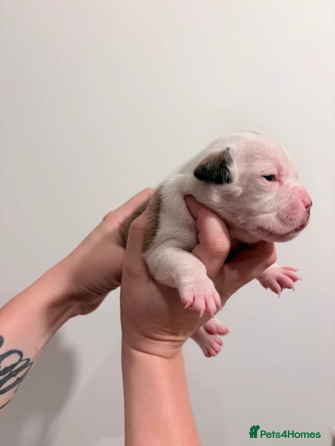 Mixed Breed dogs for sale: 7 gorgeous rare French American Bulldogs - Advert 3