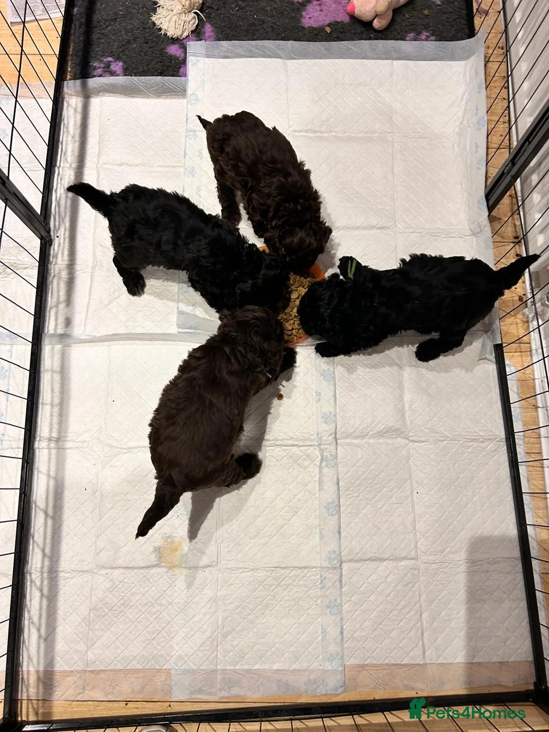 Cockapoo dogs for sale: Beautiful Cockerpoo’s in Macclesfield - Advert 3