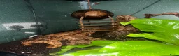 Gecko reptiles for sale: 4 Year Old Female Crested Gecko  in Peterborough - Advert 12