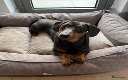Dachshund dogs for sale: Rehoming our 3 yo dachshund  - Image 1