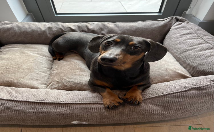 Dachshund dogs - Advert 11