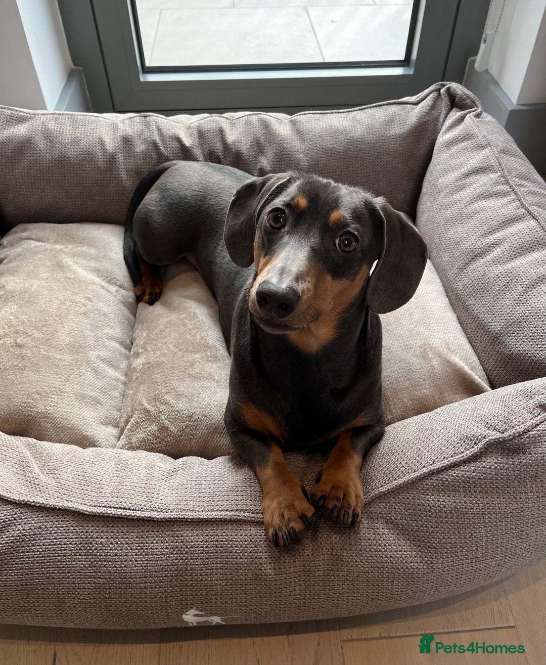 Dachshund dogs for sale: Rehoming our 3 yo dachshund  - Image 1