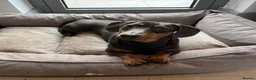 Dachshund dogs for sale: Rehoming our 3 yo dachshund  - Advert 1