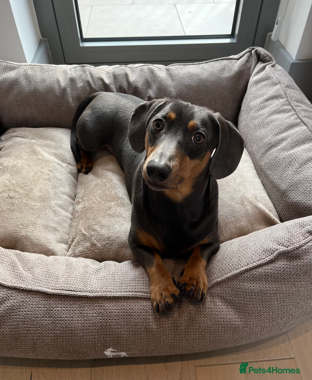 Dachshund dogs for sale: Rehoming our 3 yo dachshund  - Advert 1