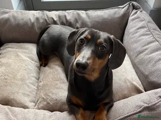 Dachshund dogs Rehoming our 3 yo dachshund - Advert 15