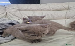 British Shorthair cats for sale: Pure British Short Hair cutties - Image 9