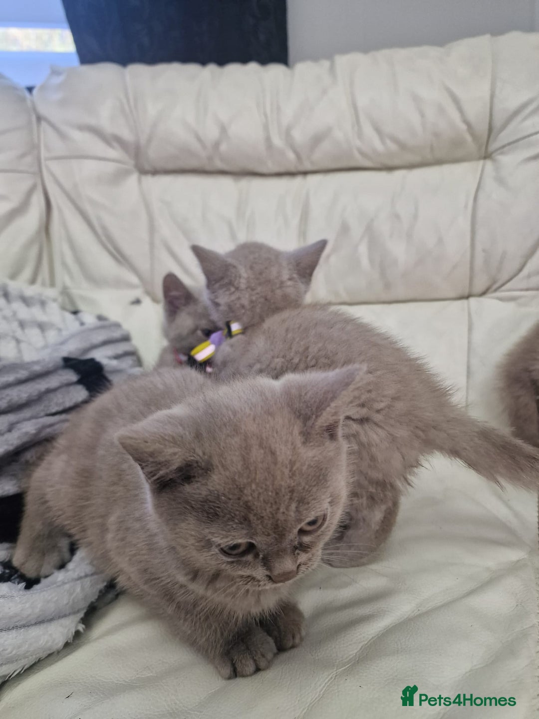 British Shorthair cats for sale: Pure British Short Hair cutties - Image 9