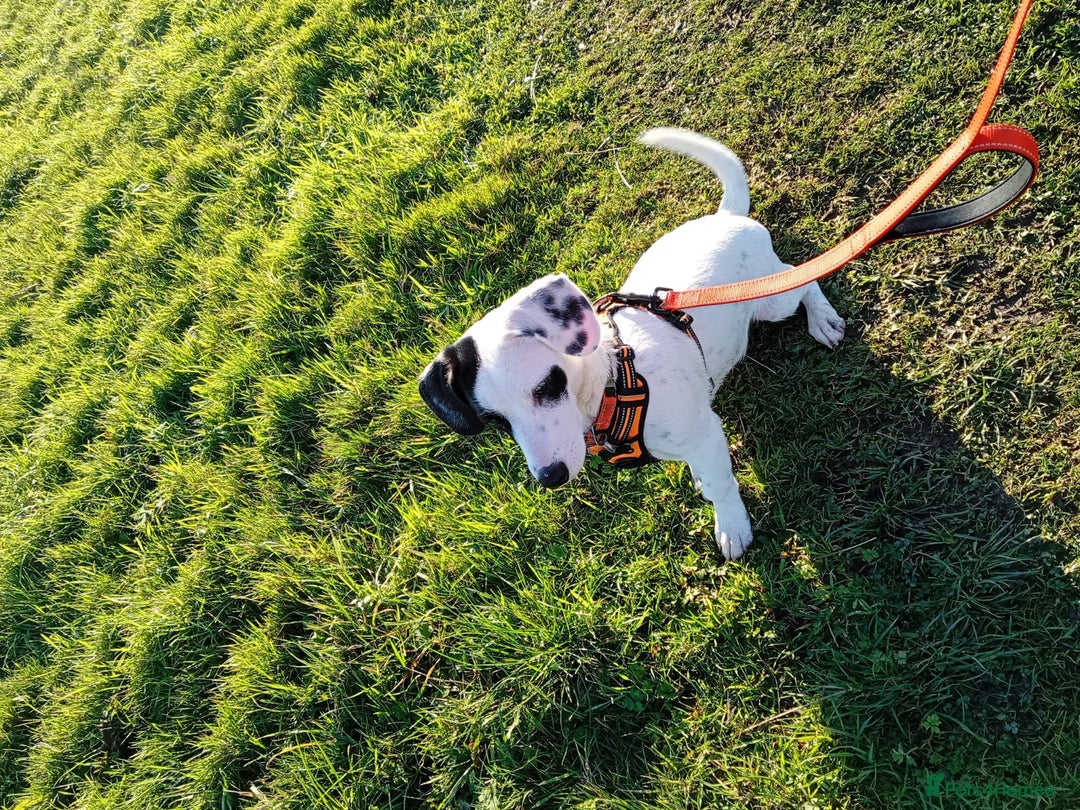 Mixed Breed dogs for sale: Jack russel cross.. - Advert 3