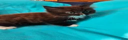 Mixed Breed cats for sale: Adorable Ragdoll Mix Kittens  - Advert 5