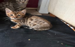 Bengal cats for sale: Registered bengal kittens - Image 2