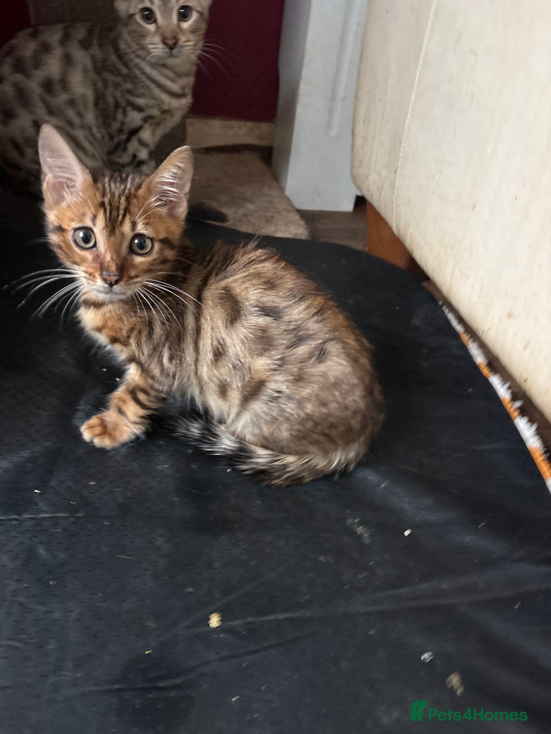 Bengal cats for sale: Registered bengal kittens - Image 2