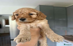 Cockapoo dogs for sale: Gorgeous cockapoo puppies  - Advert 8