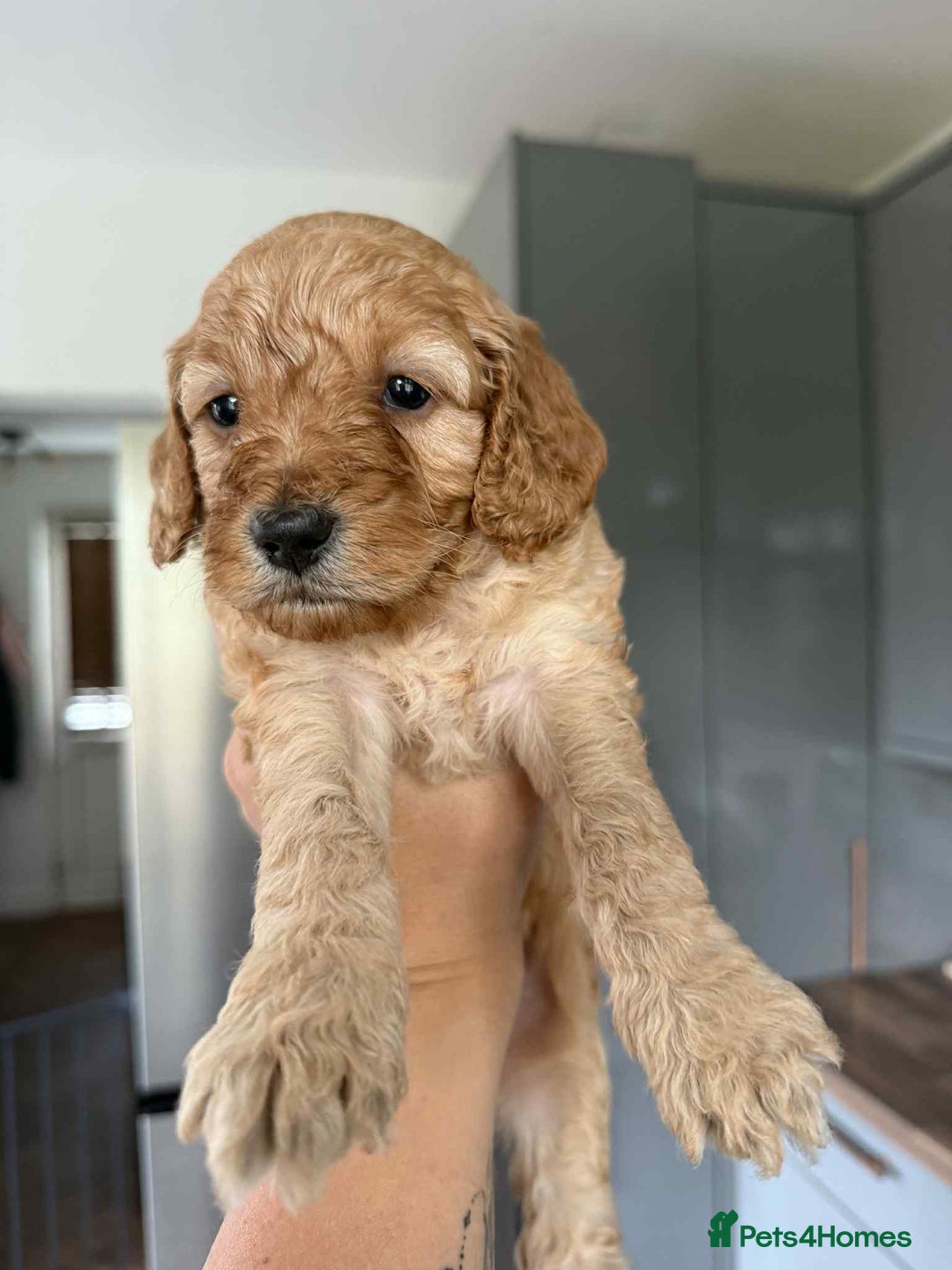 Cockapoo dogs for sale: Gorgeous cockapoo puppies  - Advert 8