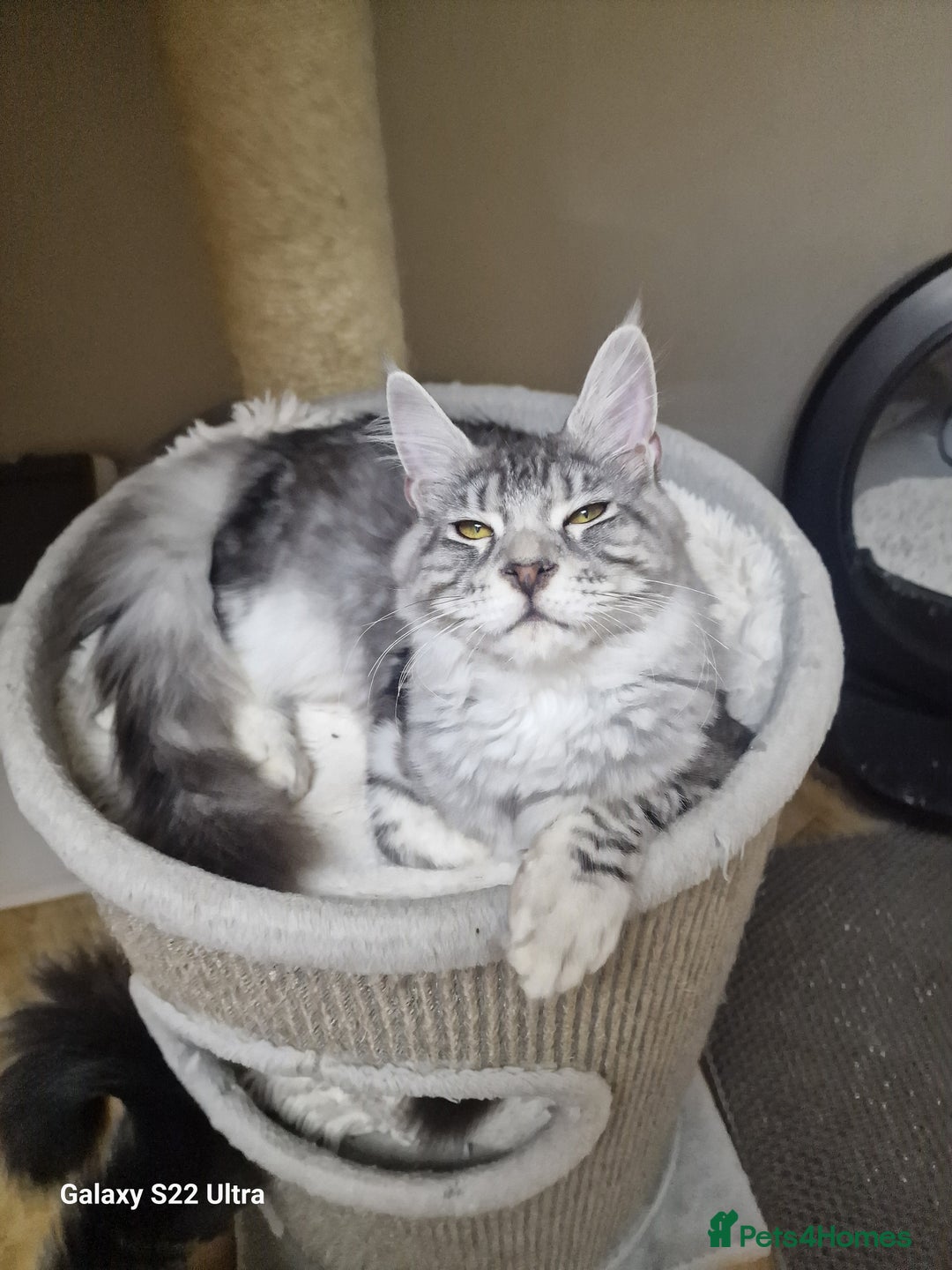 Maine Coon cats for sale: 🎀Pure maine coon female🎀 - Advert 3