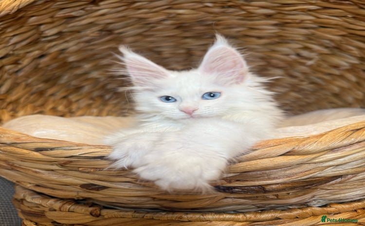 Maine Coon cats - Advert 1