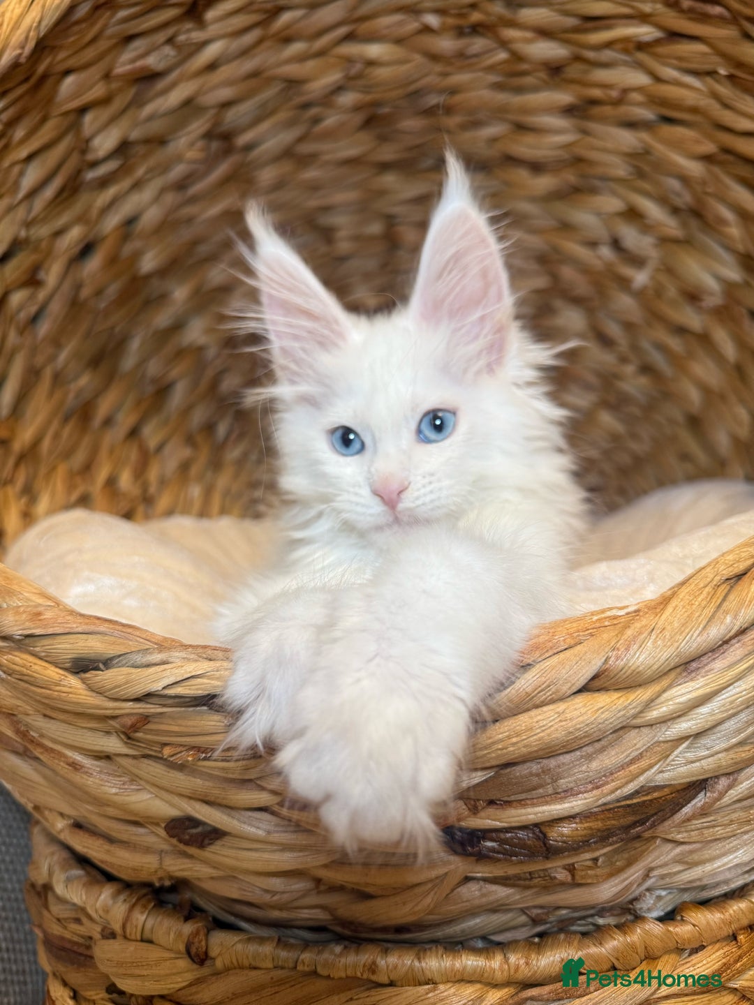 Maine Coon cats for sale: Russian TICA Maine Coon Boys! Amazing eyes! - Image 1