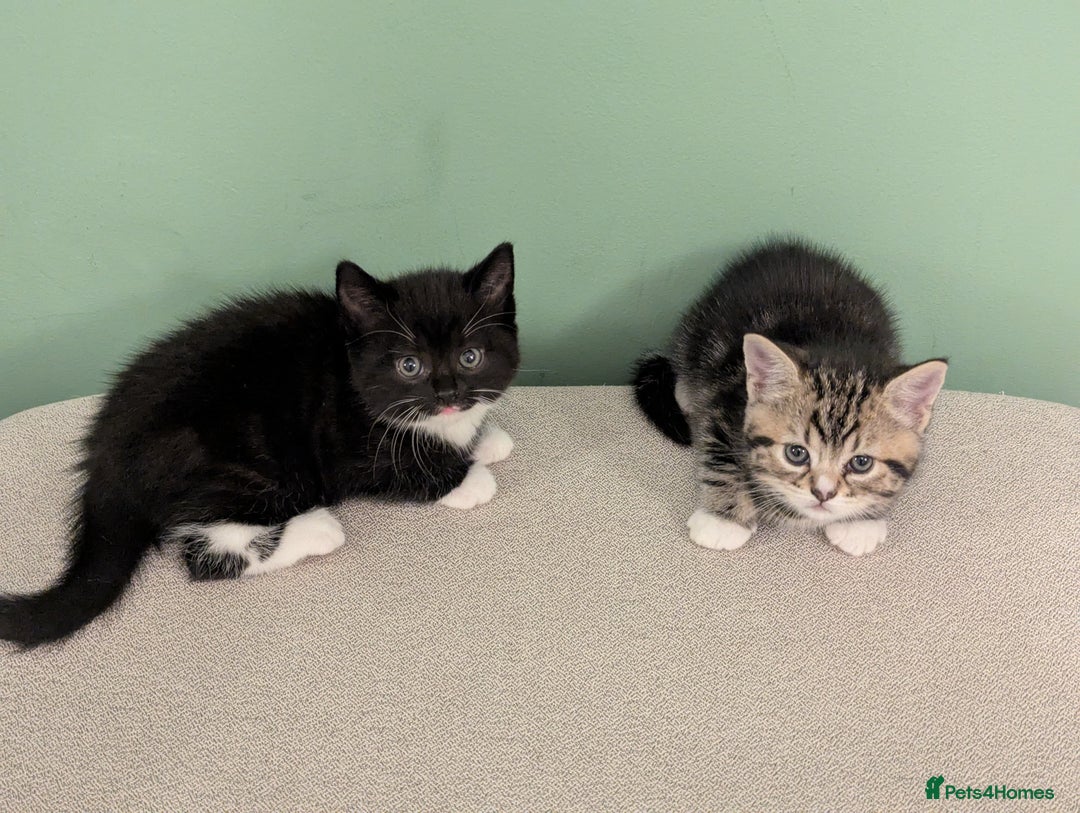 Mixed Breed cats for sale: 2 Sisters 1 Tabby and 1 Tuxedo Persian Mix - Image 6