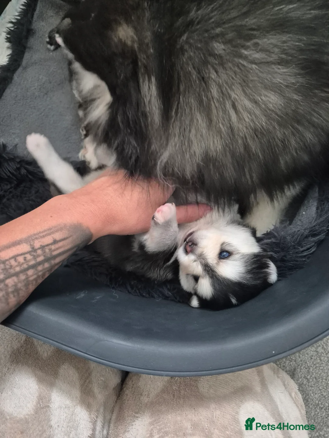 Pomsky dogs for sale: Toy size pomskies  in Sheffield - Advert 2