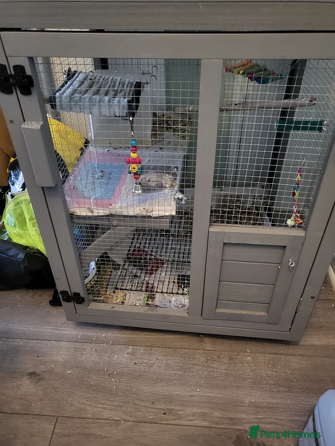 Parakeets birds for sale: 3 Birds and Big  wooden  cage nearly  new   - Advert 2