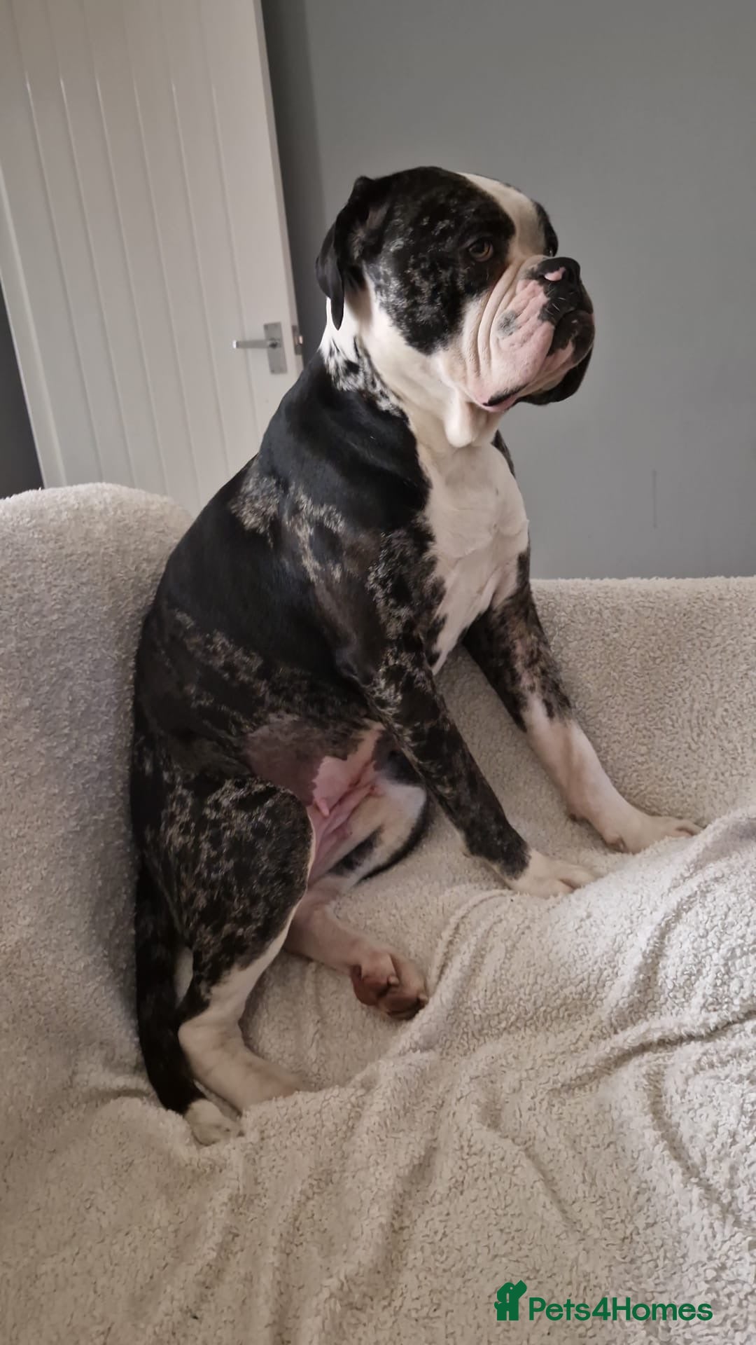 Alapaha Blue Blood Bulldog dogs 2 year old Bulldog called Ziva - Advert 2