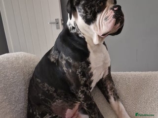 Alapaha Blue Blood Bulldog dogs for sale - Advert 1