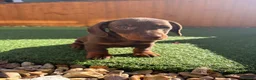 Miniature Dachshund dogs for sale: Miniature dachshund puppies - Advert 13