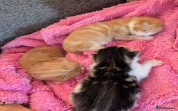 British Shorthair cats for sale: Two ginger boys please read description  - Image 7