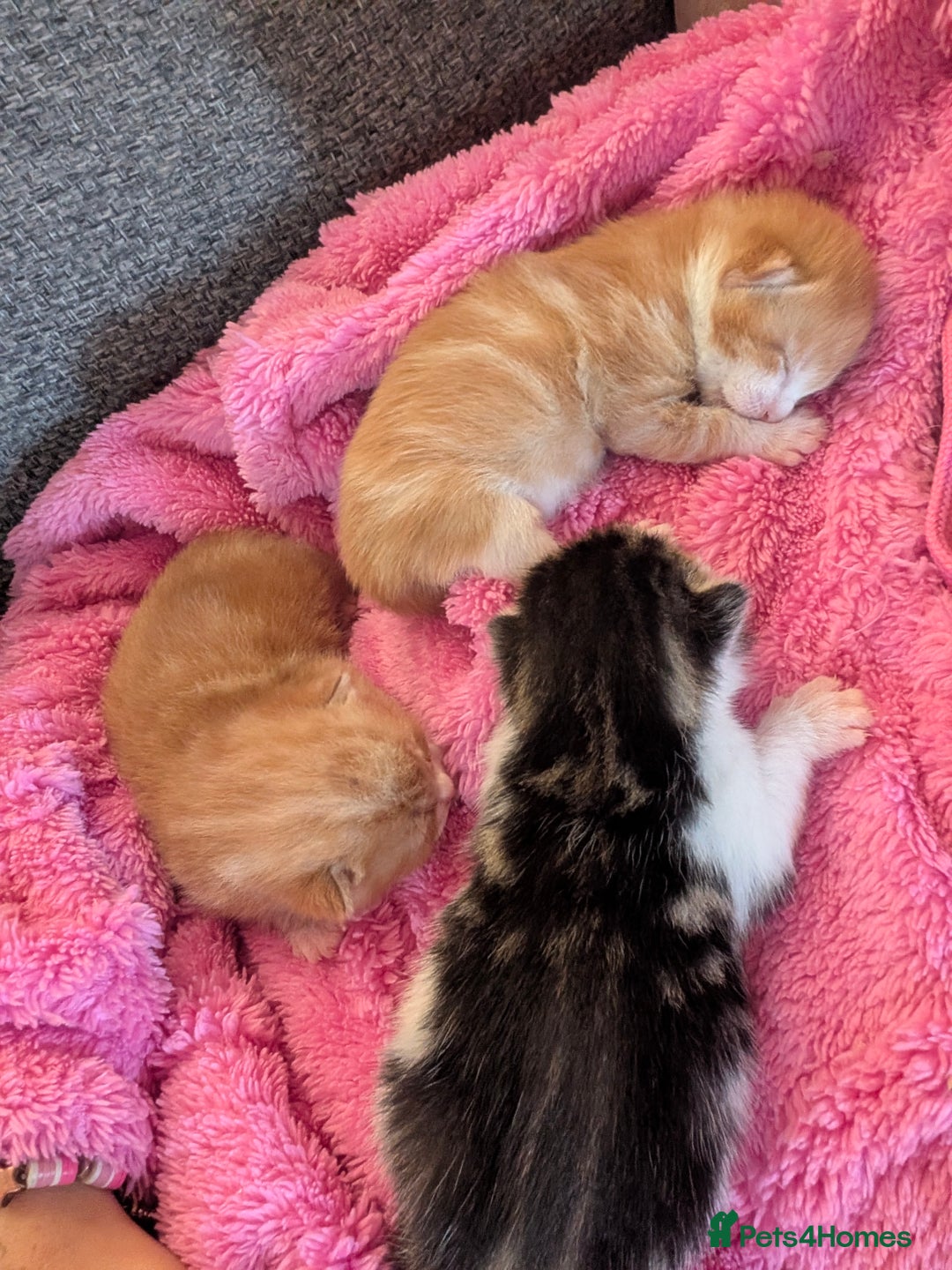 British Shorthair cats for sale: Two ginger boys please read description  - Image 7
