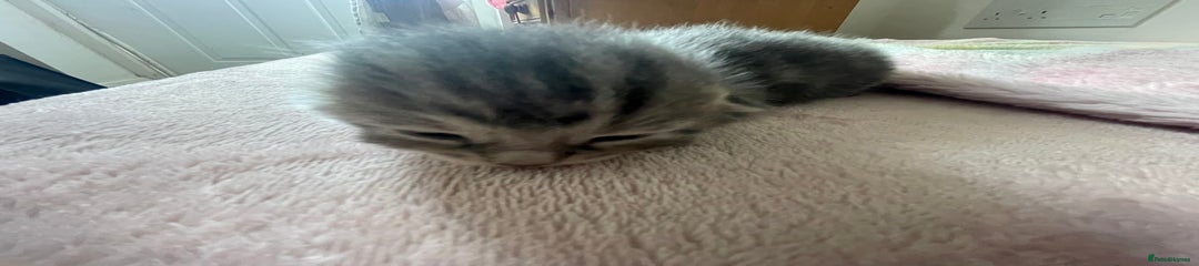 Mixed Breed Kitten 1