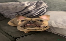 French Bulldog dogs for sale: Sully the French bulldog - Image 4