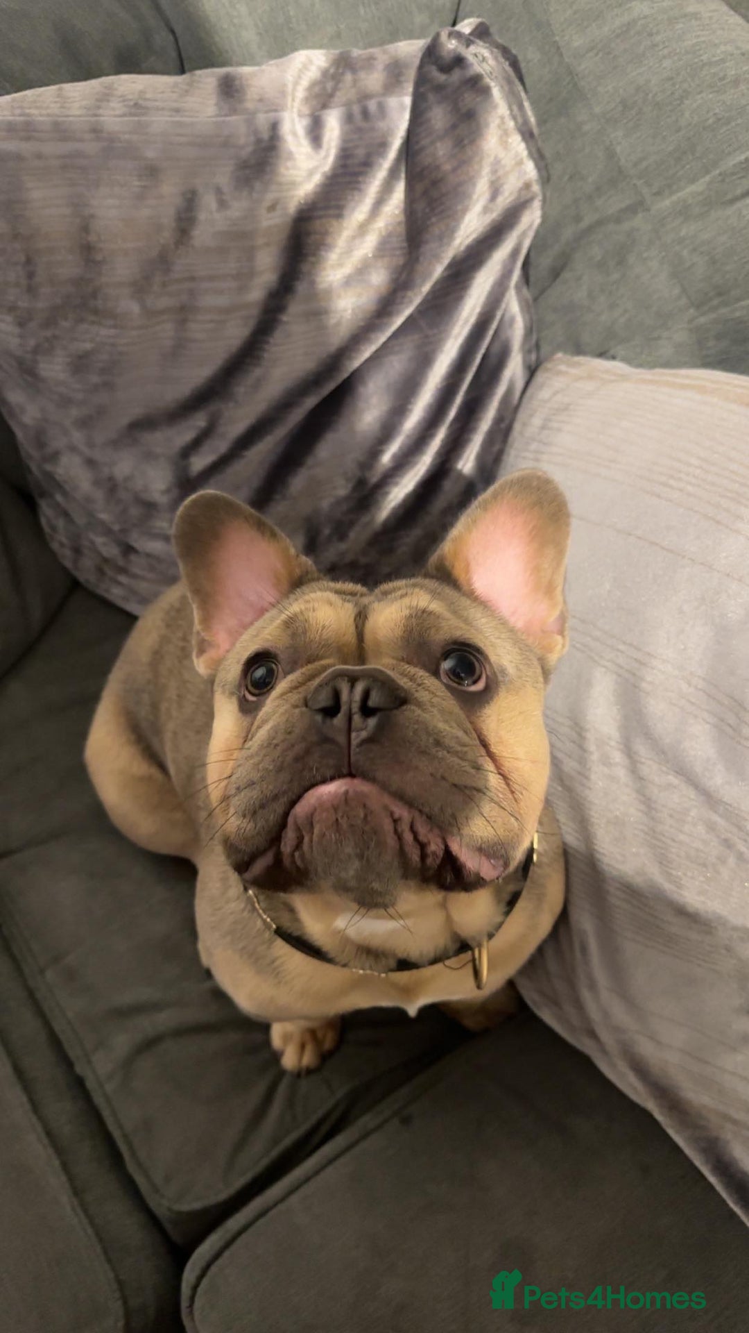French Bulldog dogs for sale: Sully the French bulldog - Image 4