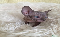Sphynx cats for sale: Adorable Sphynx kittens💝🐈‍⬛🐈 - Image 7