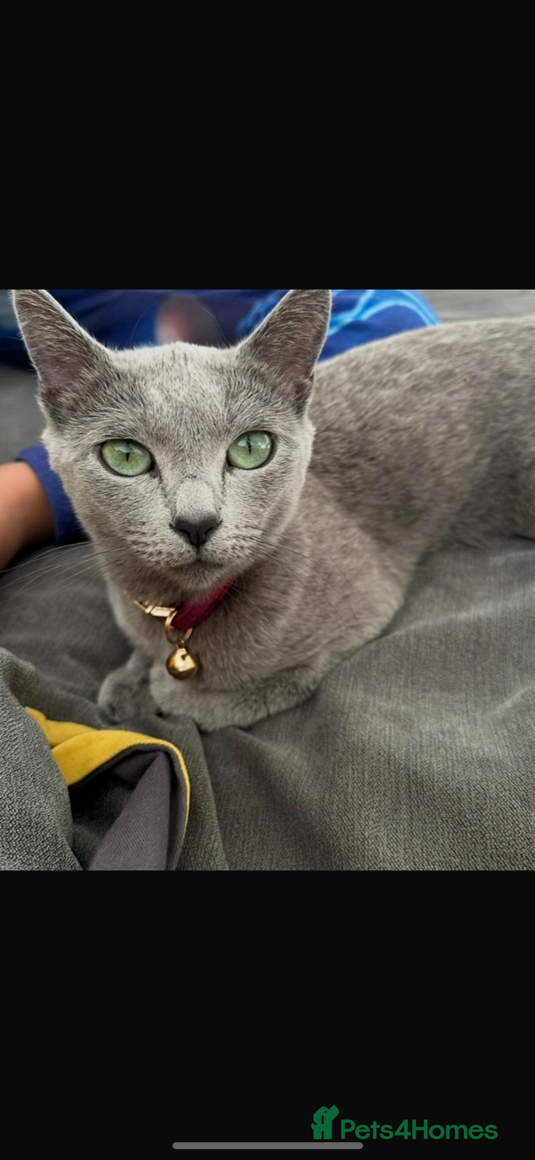 Russian Blue cats for sale: Beautiful Russian blue girl for sale  - Advert 1