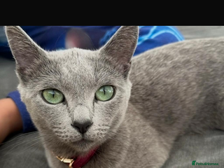Russian Blue cats Beautiful Russian blue girl for sale - Advert 2