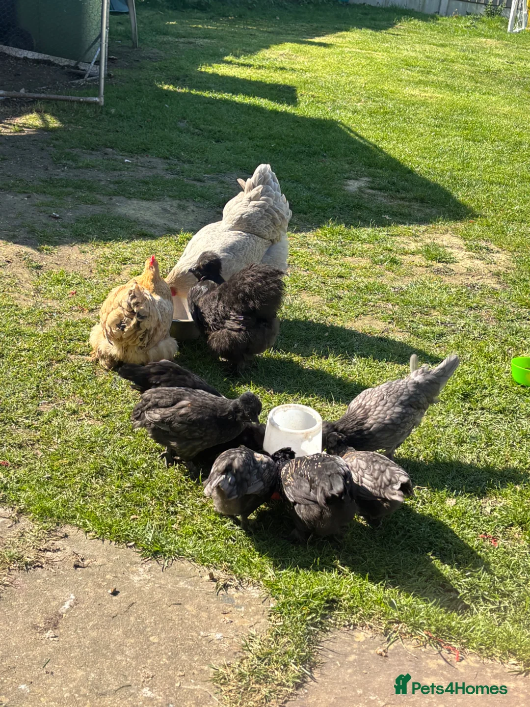 Chickens poultry for sale: Chicks and adults for sale poish mixed silkies  - Advert 2