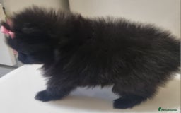 Pomeranian dogs for sale: Beautiful litter xxsmall teddy bear poms  - Image 18