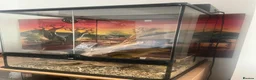 Mouse rodents for sale: colony of Pygmy squirrels, Pygmy dormice  - Advert 2