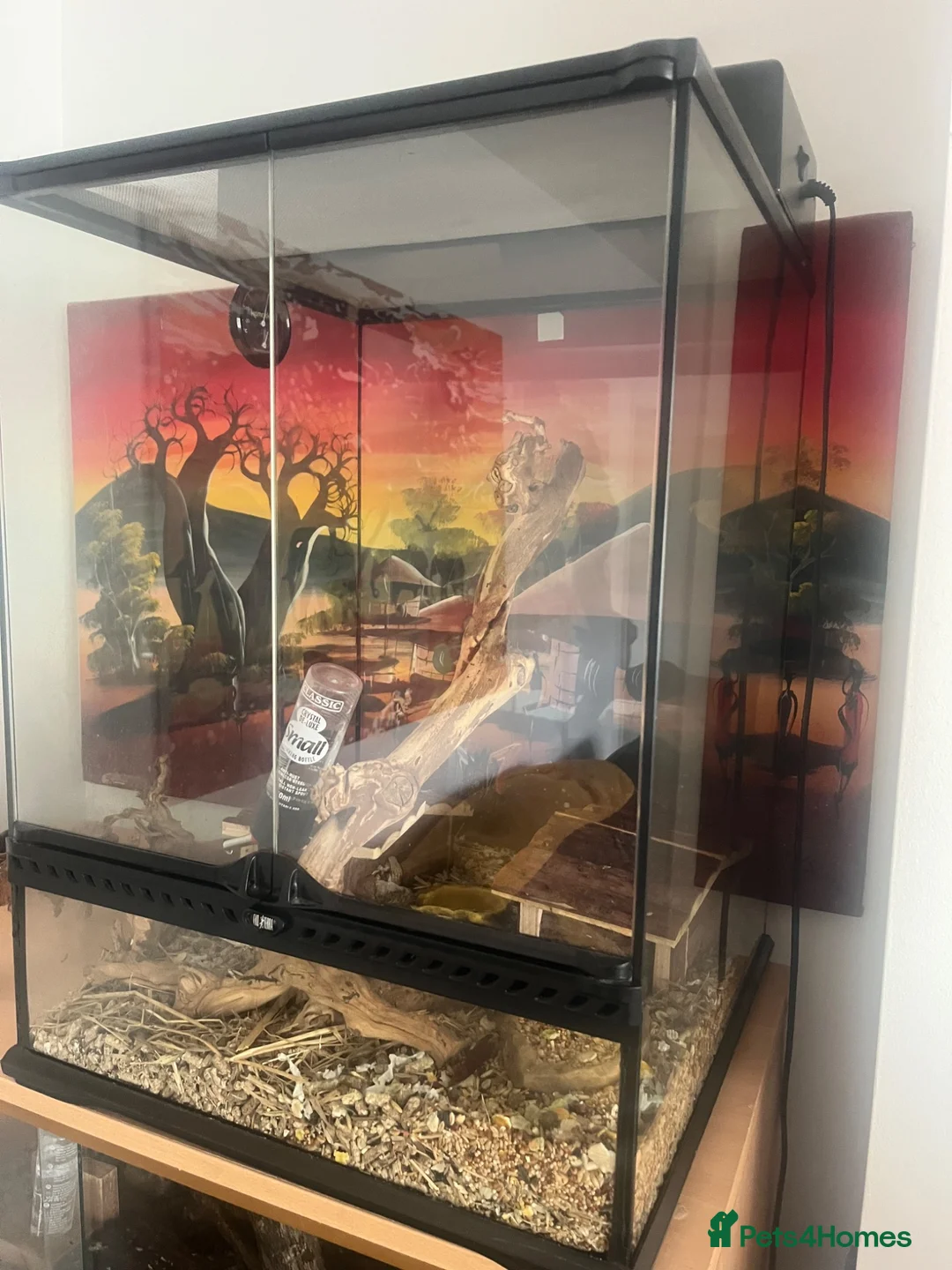 Mouse rodents for sale: colony of Pygmy squirrels, Pygmy dormice  - Advert 2