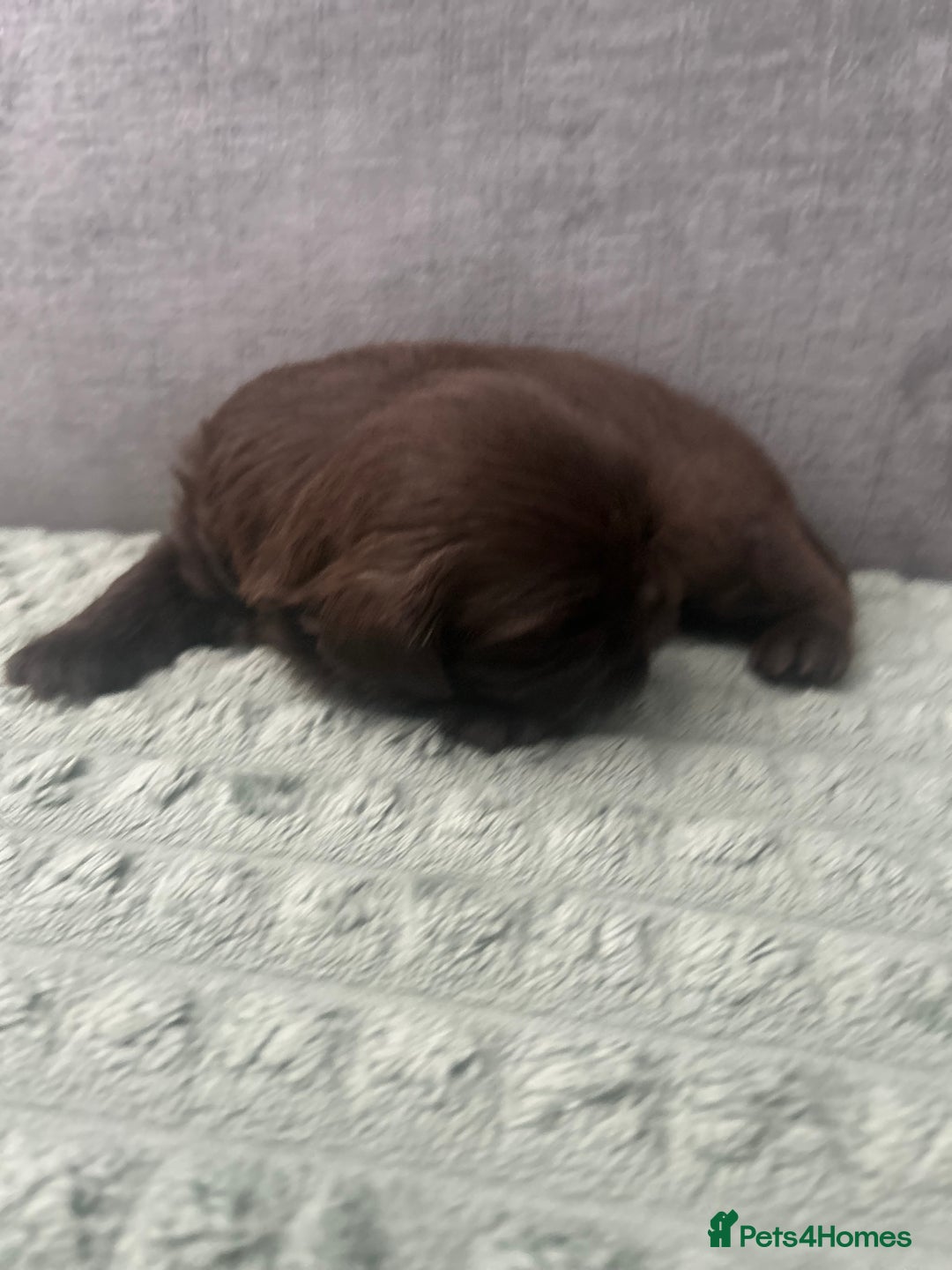 Shih Tzu dogs for sale: Stunning solid KC chocolate puppies  - Image 8