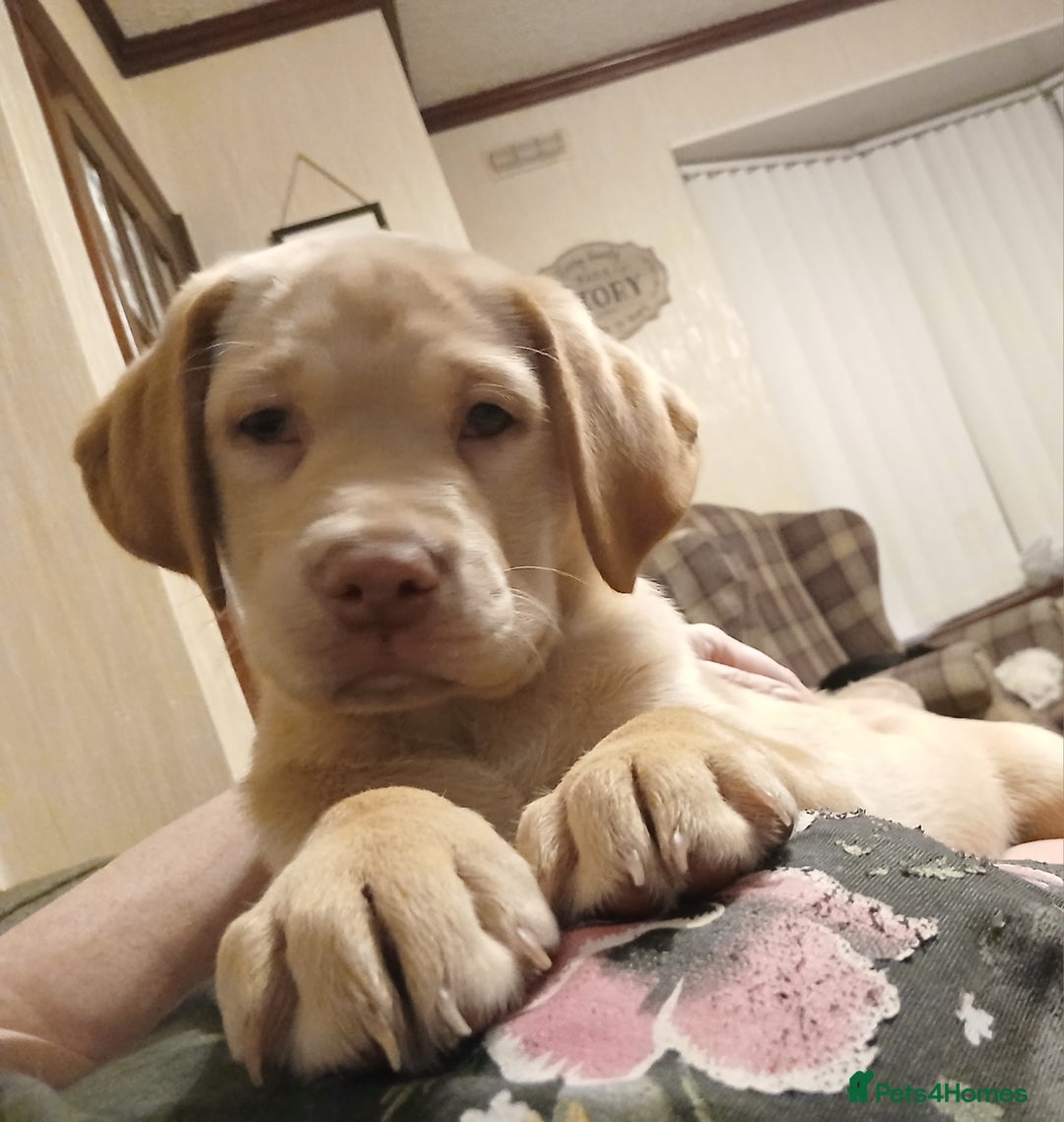 Labrador Retriever dogs for sale: Rehoming our beautiful boys, 9 month old labradors - Image 9