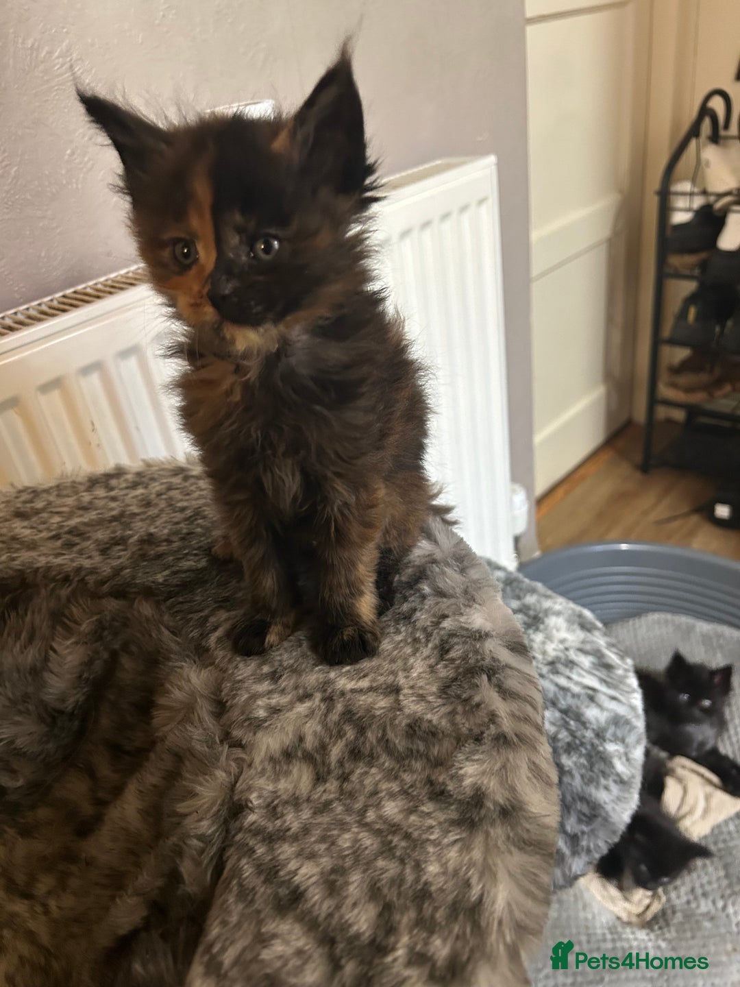 Maine Coon cats for sale: 8 beautiful mainecoon kittens for sale - Advert 6