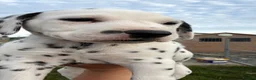 Dalmatian dogs for sale: Dalmatian puppies  in Newry - Advert 6