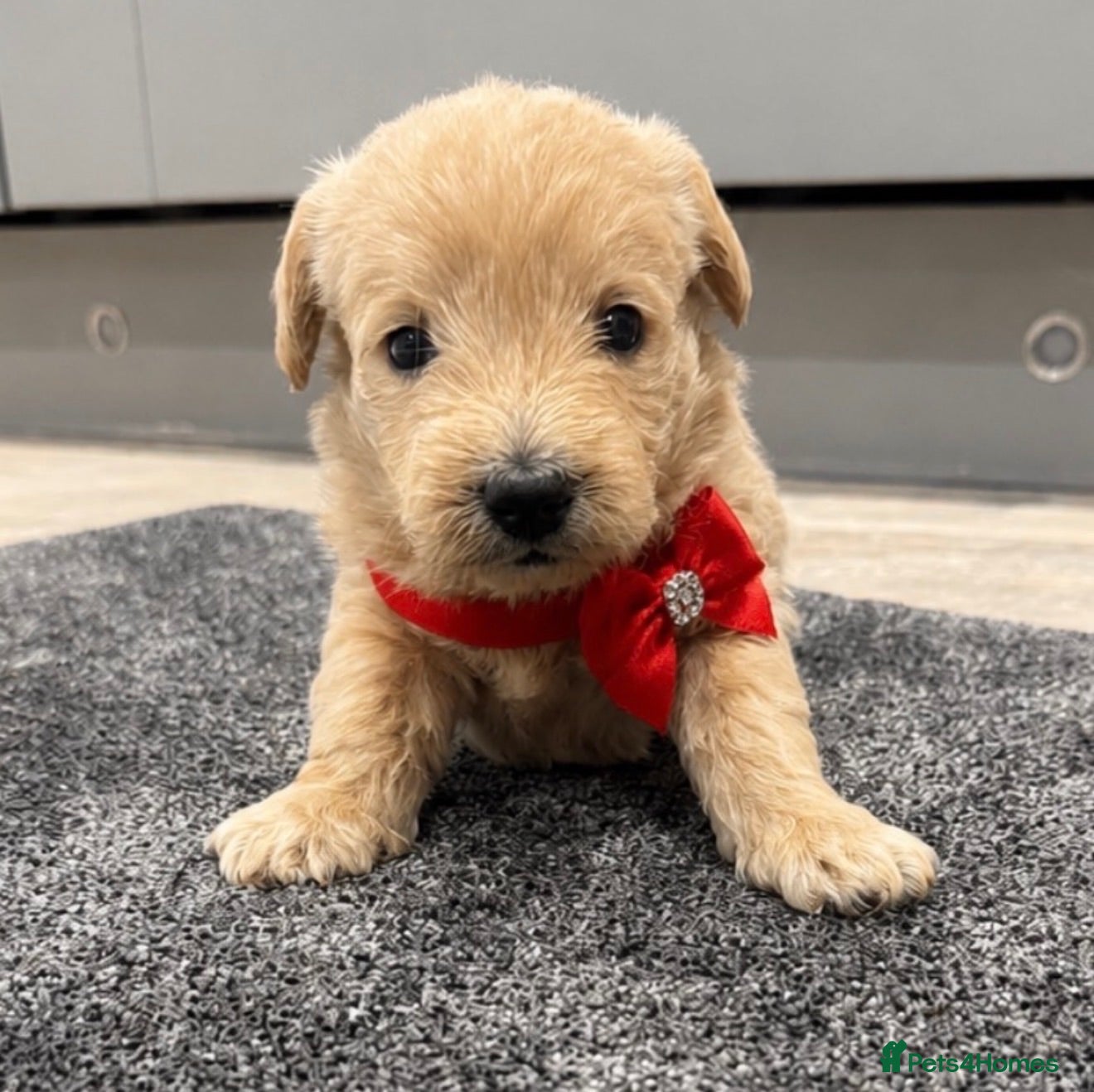 Westiepoo dogs Stunning Westiepoo’s From Health Tested Parents 🧬 - Advert 2